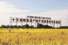 柳州关于成都商务伴游外围雇用的信息